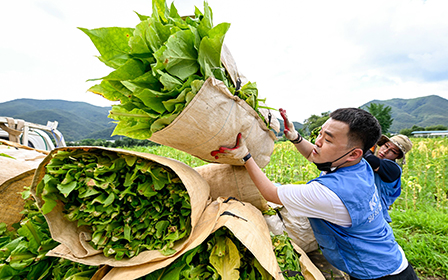 잎담배 농가 수확 봉사활동 현장 사진