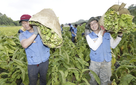 KT&G, 잎담배 수확 봉사 진행… '11년째 꾸준한 상생 실천'