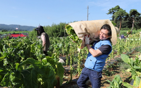 KT&G, 잎담배 수확 봉사 진행… ‘농가와 상생 이어 나간다’