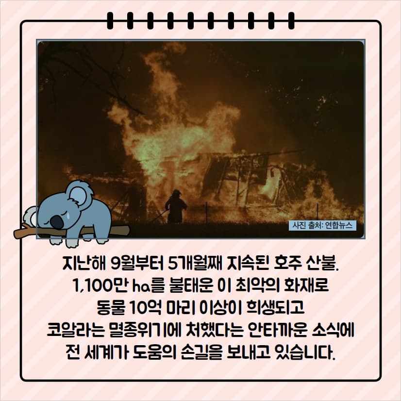 지난해 9월부터 5개월째 지속된 호주 산불. 1,100만 ha를 불태운 이 치악의 화재로 동물 10얼마리 이상이 희생되고 코알라는 멸종위기에 처해 도움의 손길을 보내고 있습니다.