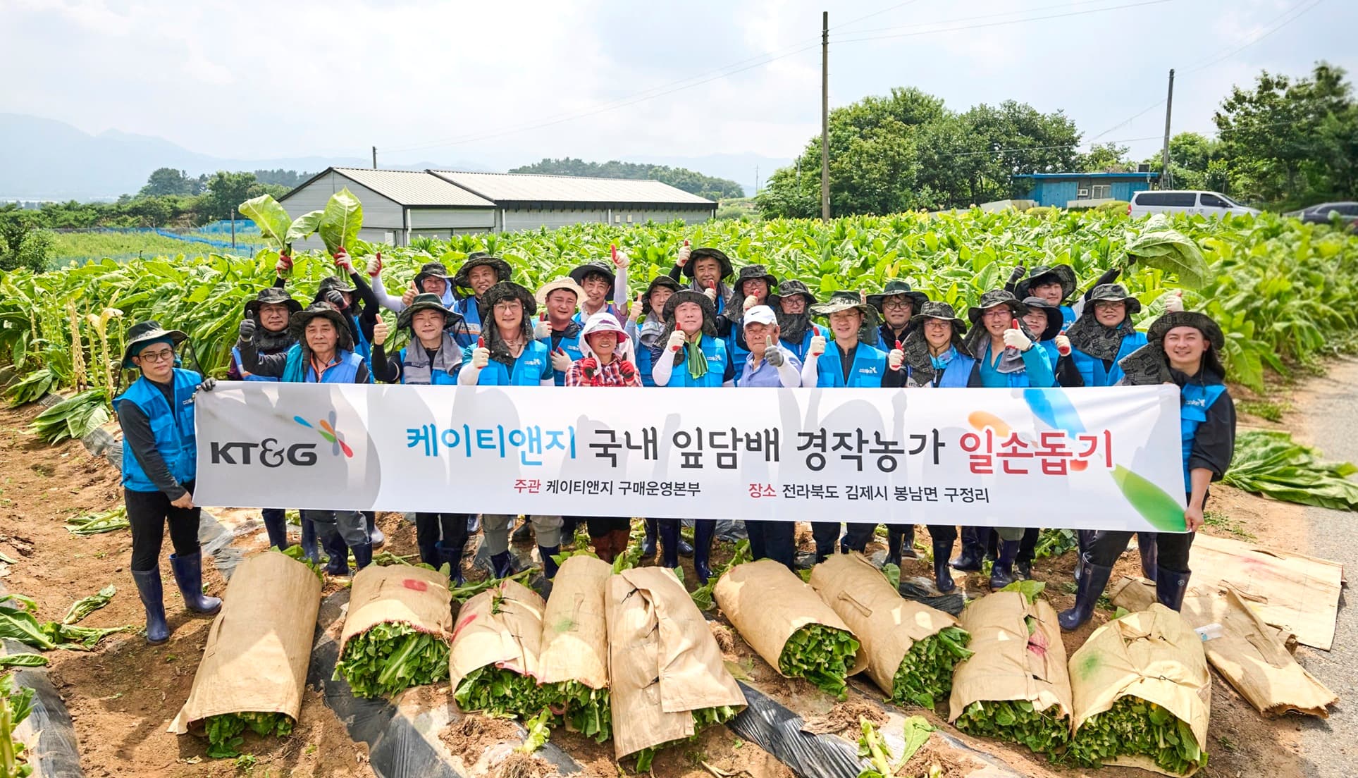 KT&G, 잎담배 수확 봉사 진행…농가와 상생 20년째 이어와
