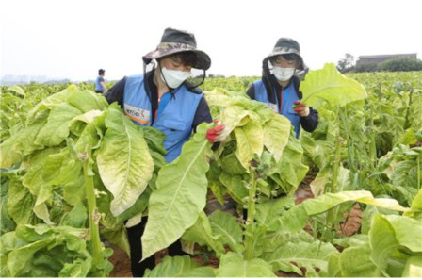 KT&G, 잎담배 농가 수확 봉사로 15년째 농민과 상생 실천