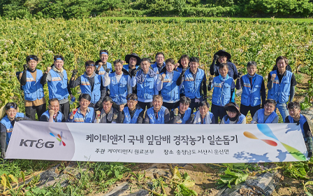 잎담배 농가 수확 봉사활동 사진