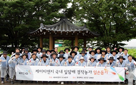 잎담배 농가 수확 봉사활동 사진